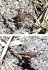 Oedipoda sp.